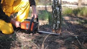 Best Tree Preservation Services  in West Linn, OR